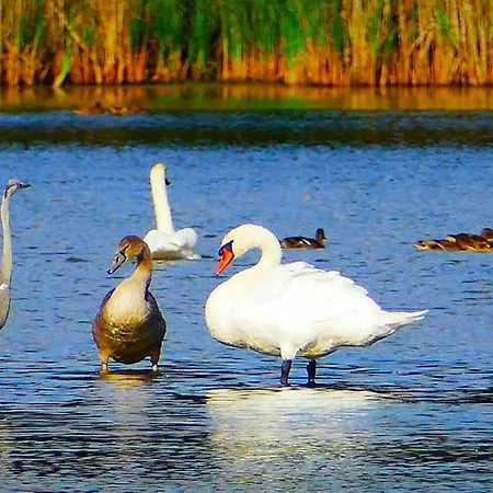 Blisko Natury - Wypoczynkowe W Dolinie Baryczy Ferienhaus