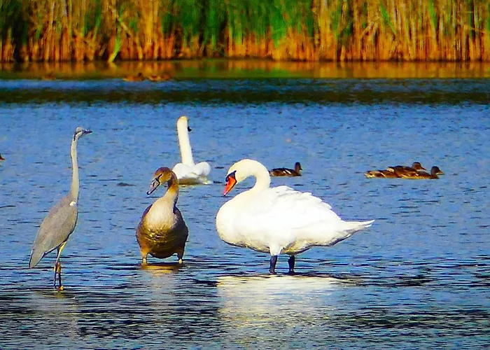 Blisko Natury - Wypoczynkowe W Dolinie Baryczy Hébergement de vacances